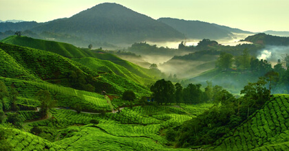 Munnar Tea Hills Resort