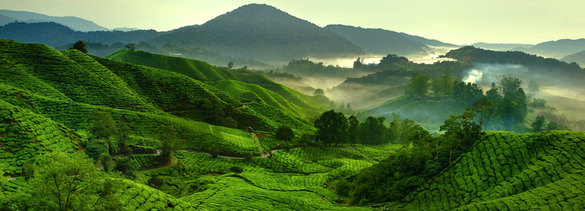 Munnar Tea Hills Resort