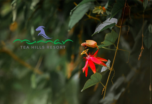 Munnar Tea Hills Resort
