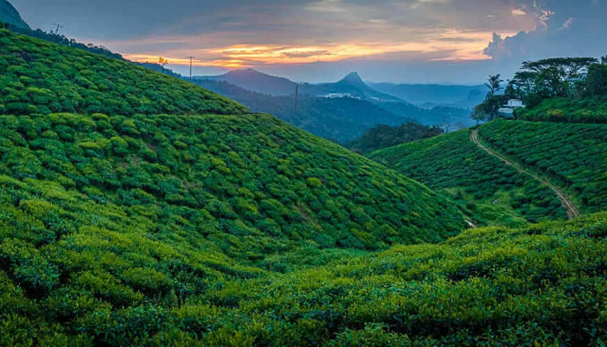 Munnar Tea Hills Resort